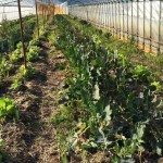 【農業ブログ第10回】 大阪から往復12時間！　京都府の無農薬・無化学肥料農家、「やさいや土の子」を取材しました。