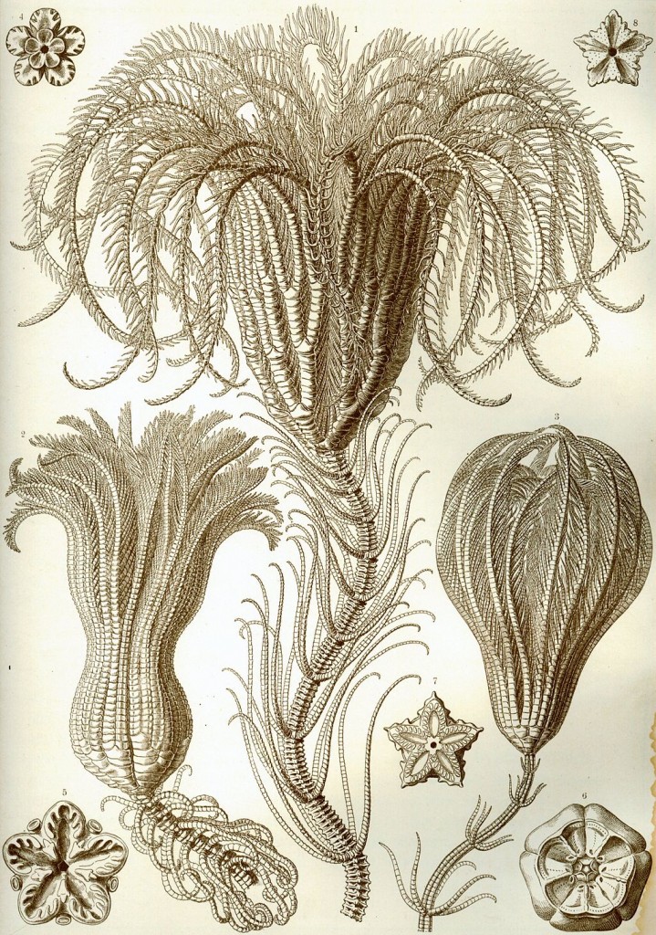 1024px-Haeckel_Crinoidea