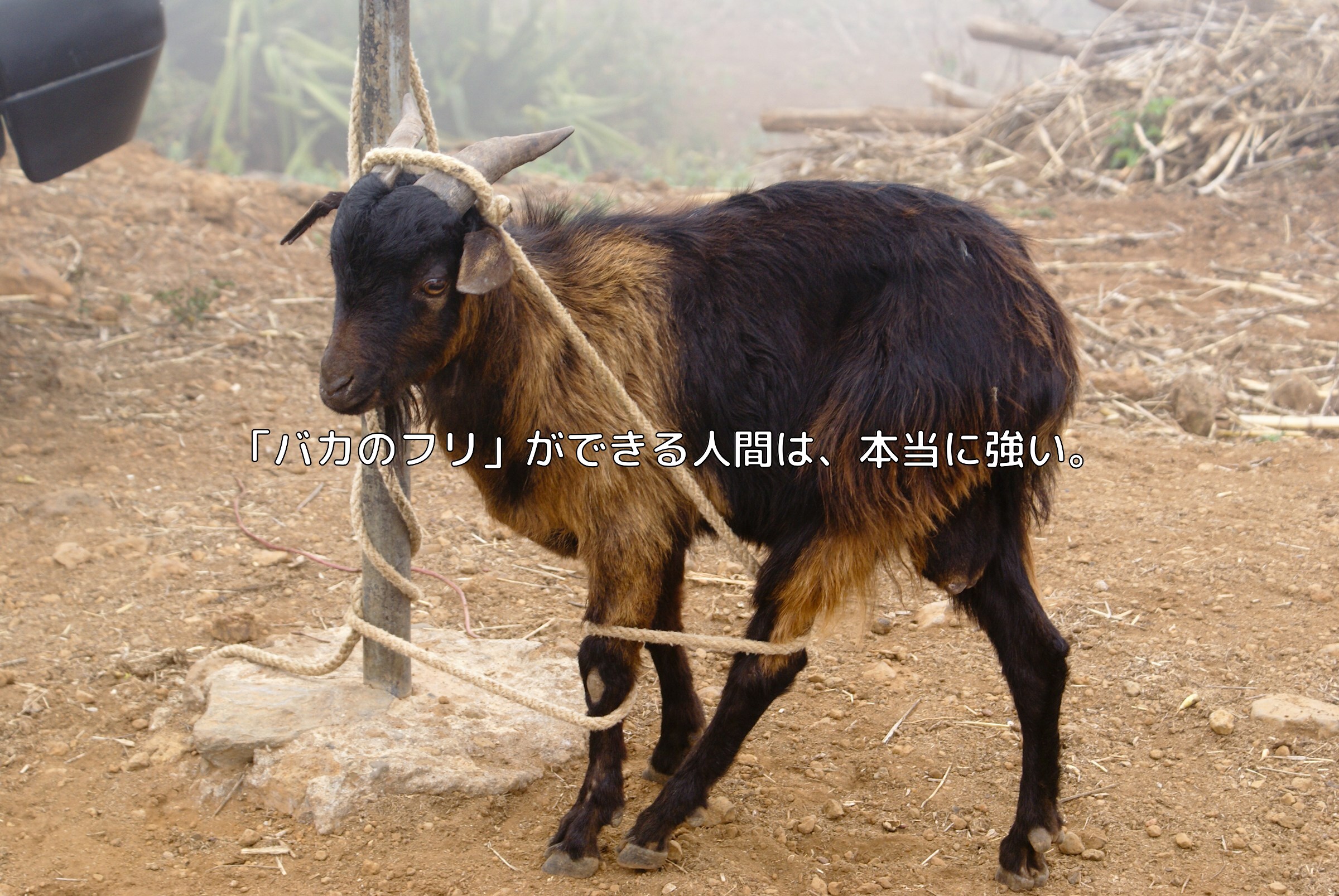 「バカのフリ」ができる人間は、本当に強い。