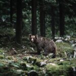 クマはいて、当たり前