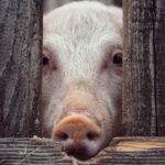 「国語ができる人には意味不明だけど、馬鹿には読める文章」の正体 「国語ができる人には意味不明だけど、馬鹿には読める文章」の正体